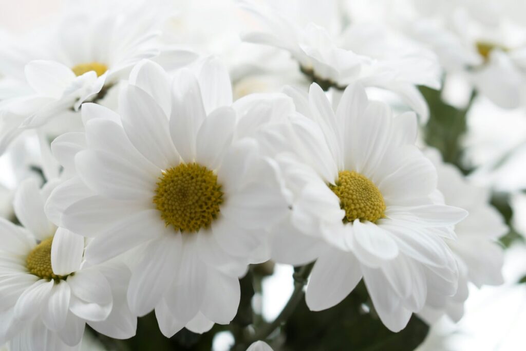 white chrysanthemums 2022 11 14 18 38 48 utc